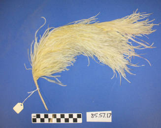 Plume