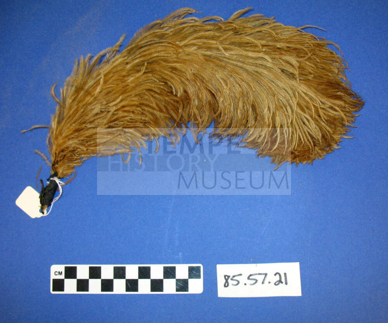 Plume