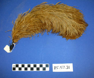 Plume