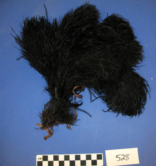 Plumes, Ostrich