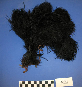 Plumes, Ostrich