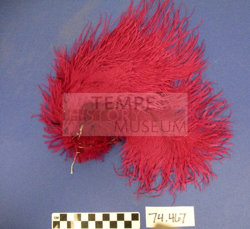 Ostrich Feathers