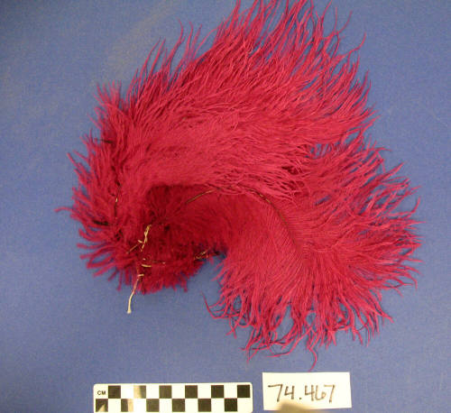 Ostrich Feathers