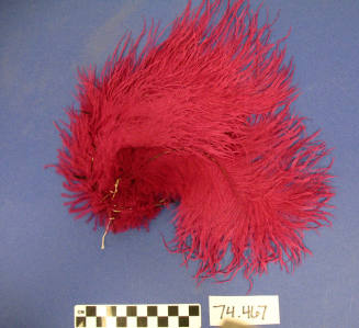 Ostrich Feathers