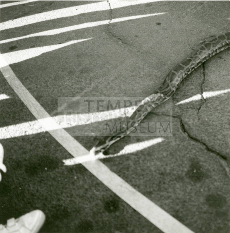 Tempe Magazine Summer Issue 1988: "The Second Annual Mill Landing Great Snake Race"