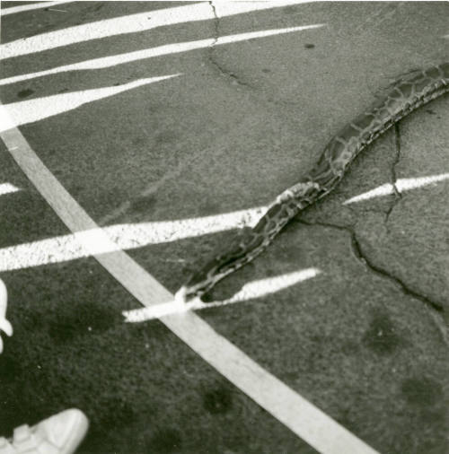 Tempe Magazine Summer Issue 1988: "The Second Annual Mill Landing Great Snake Race"