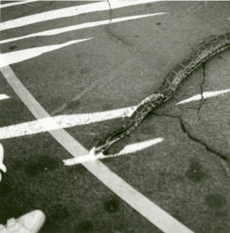 Tempe Magazine Summer Issue 1988: "The Second Annual Mill Landing Great Snake Race"