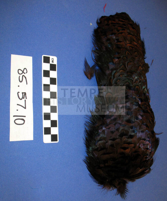 Pheasant Feather