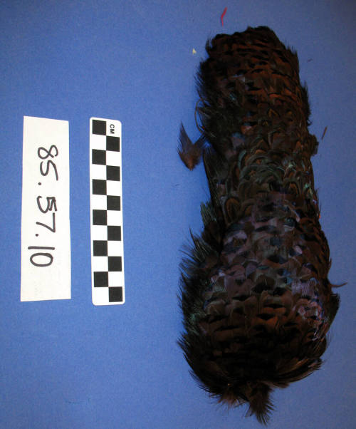 Pheasant Feather
