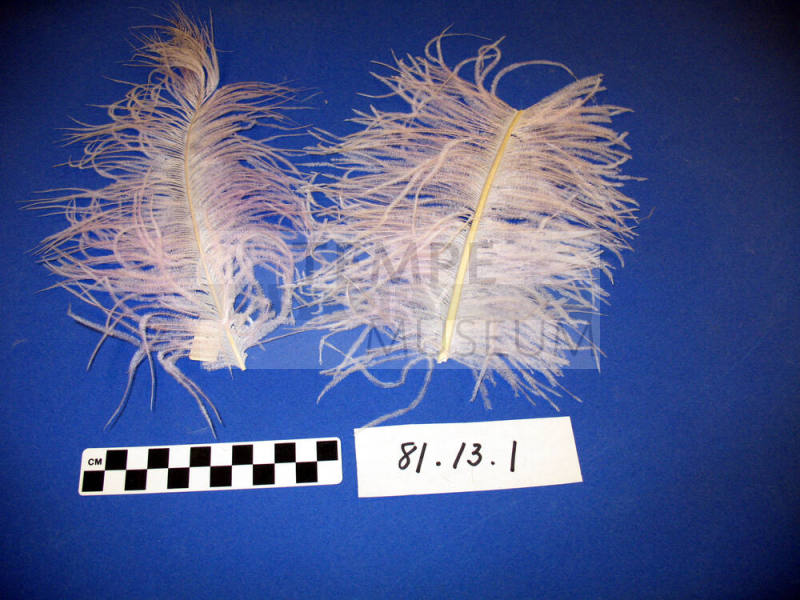 Ostrich feather