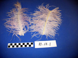 Ostrich feather