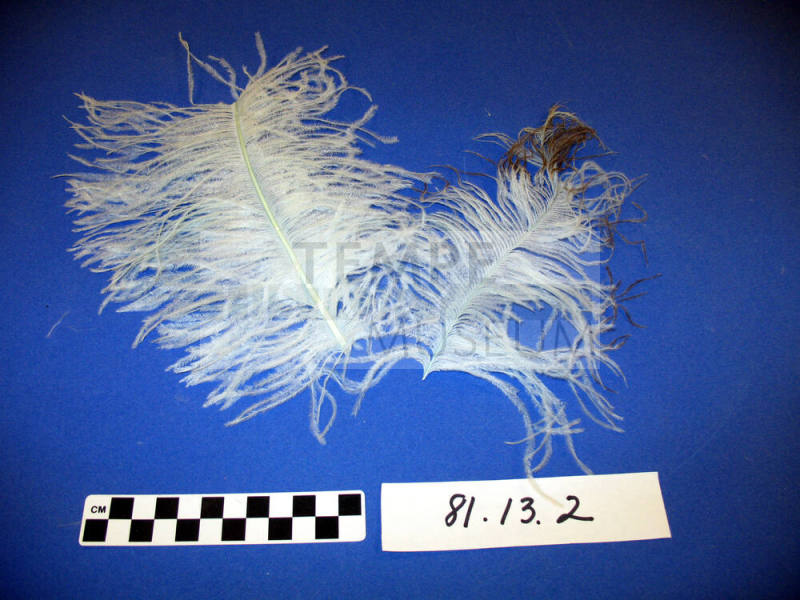 Ostrich feathers