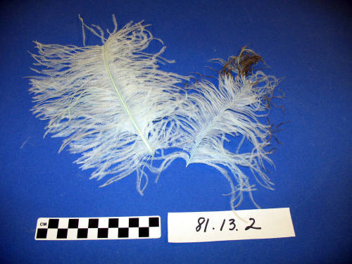 Ostrich feathers