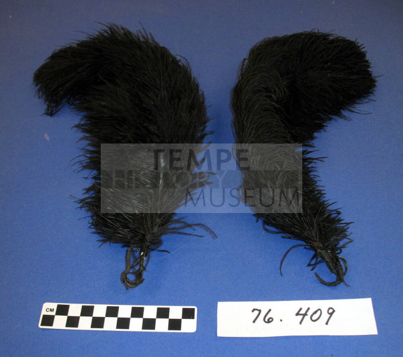 Ostrich plumes