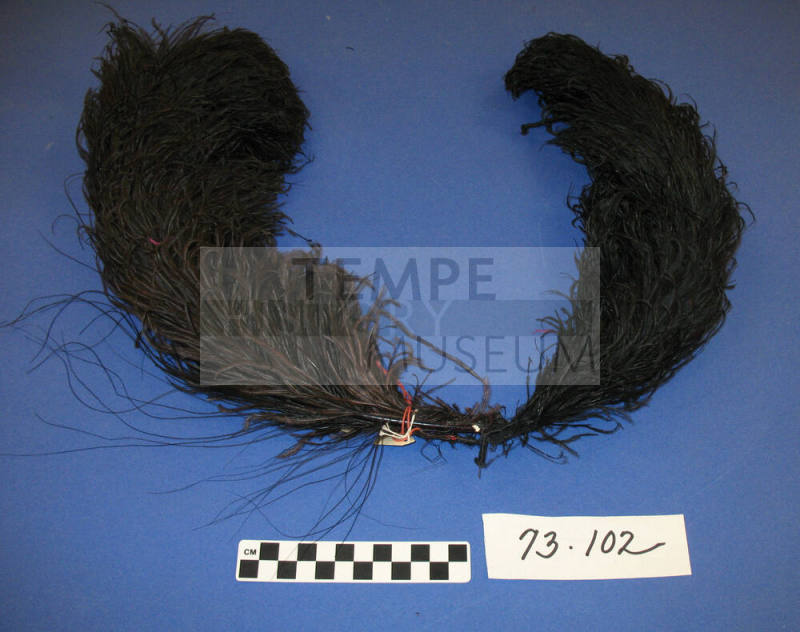 Ostrich feather