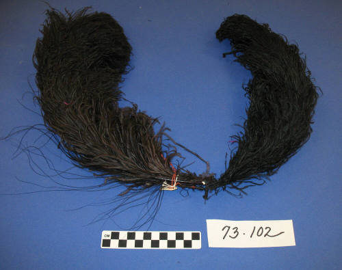 Ostrich feather