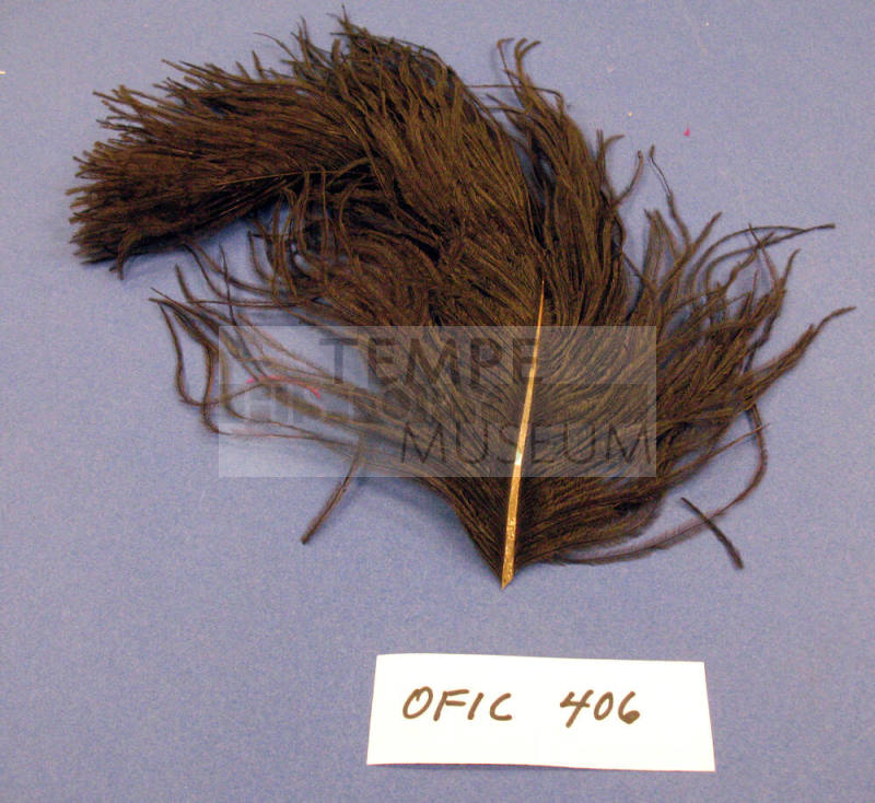 Plume - ostrich feather
