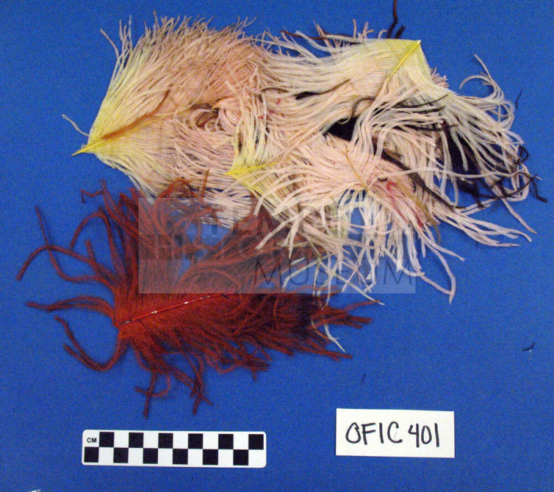Ostrich Feathers