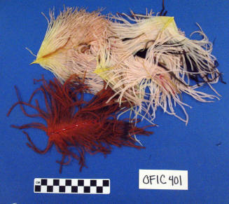 Ostrich Feathers
