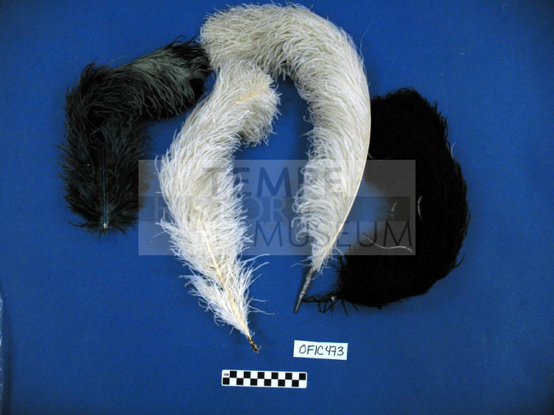 Ostrich Feathers