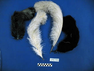 Ostrich Feathers