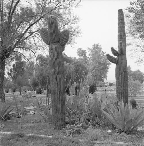 Butte Cemetery
