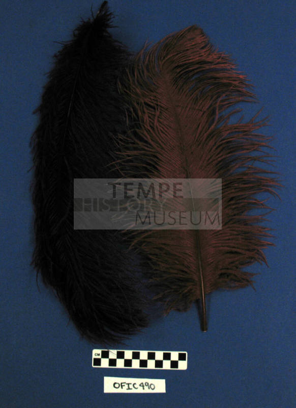 Feathers