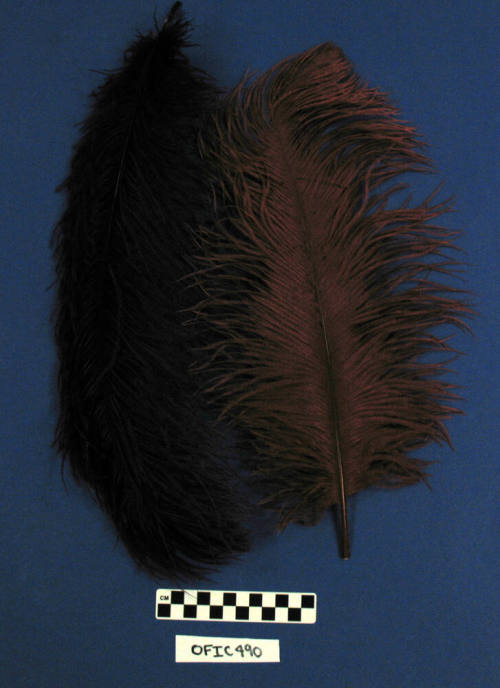 Feathers