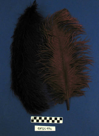 Feathers