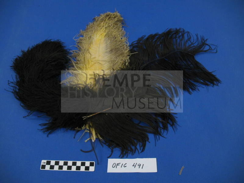 Plumes