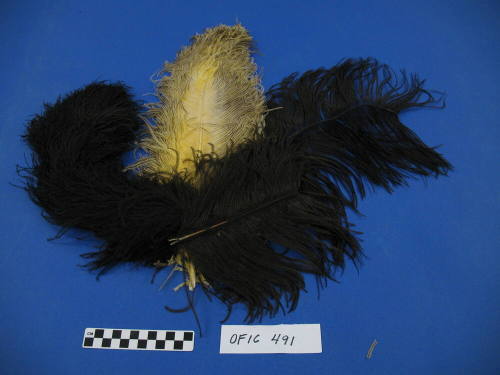 Plumes