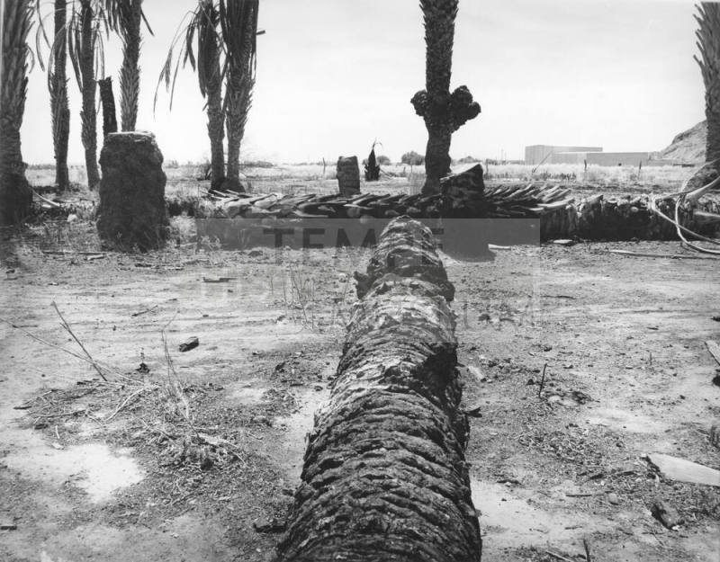 Dead Palms on Broadway