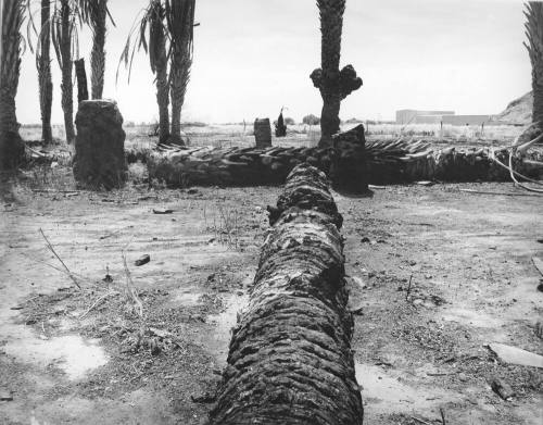 Dead Palms on Broadway