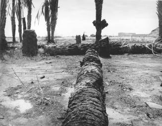 Dead Palms on Broadway