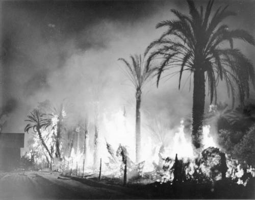 Date Grove Fire