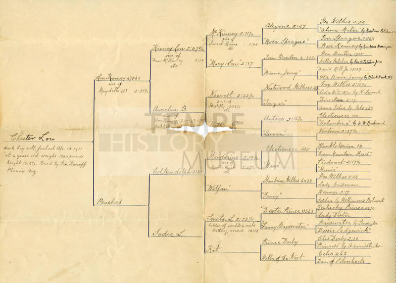 Lineage of Chester Lou, a Colt