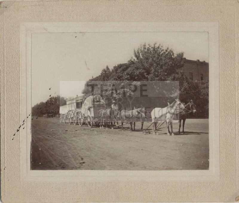 Freight team of three wagons and six horses & mules on Mill Avenue