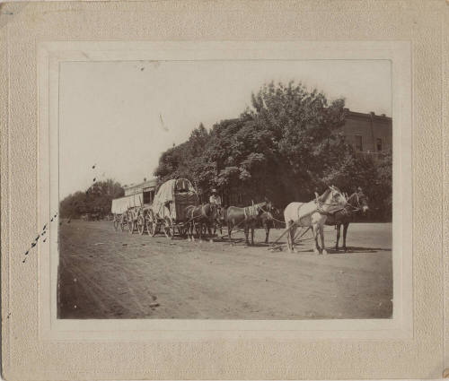 Freight team of three wagons and six horses & mules on Mill Avenue