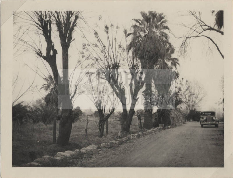 Hayden Ranch, road with trees, and a car