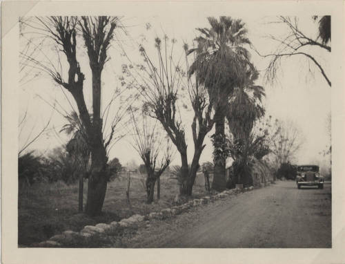 Hayden Ranch, road with trees, and a car