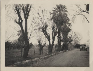 Hayden Ranch, road with trees, and a car