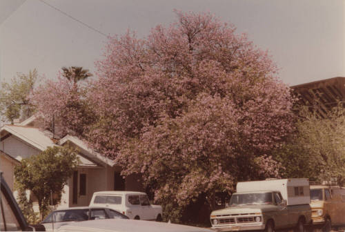 Huge Flowering tree near City Hall