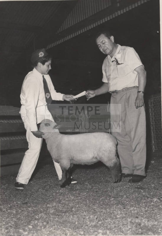 4-H club participant with a sheep, receiving an award from Chris Sigala