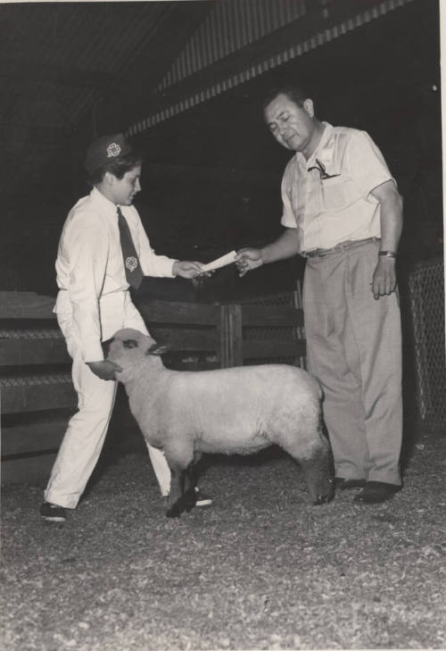 4-H club participant with a sheep, receiving an award from Chris Sigala