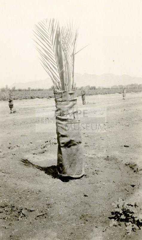 Date Palm Tree
