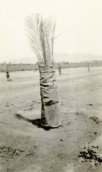 Date Palm Tree