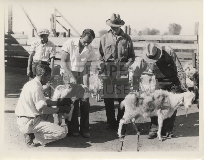 Blood Test on Goats
