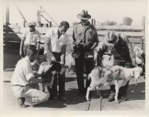 Blood Test on Goats