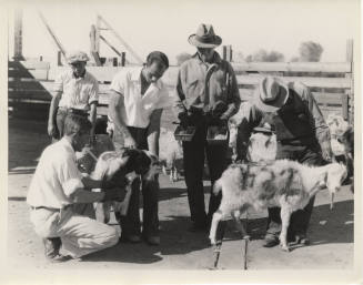 Blood Test on Goats