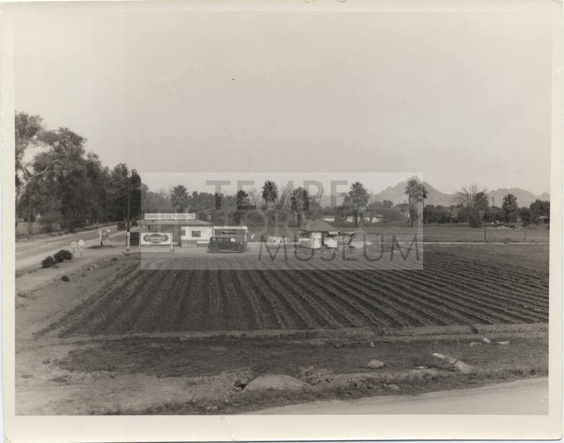 Vegetables Grown at 16th Street and Roosevelt Welfare Garden